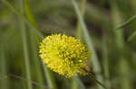 Yellow puff